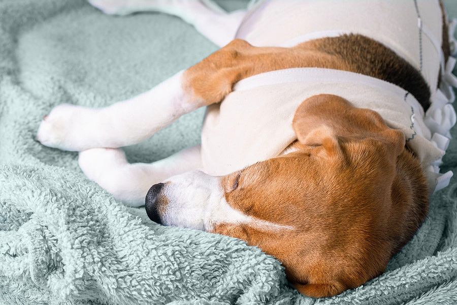 Chien hopitalisation