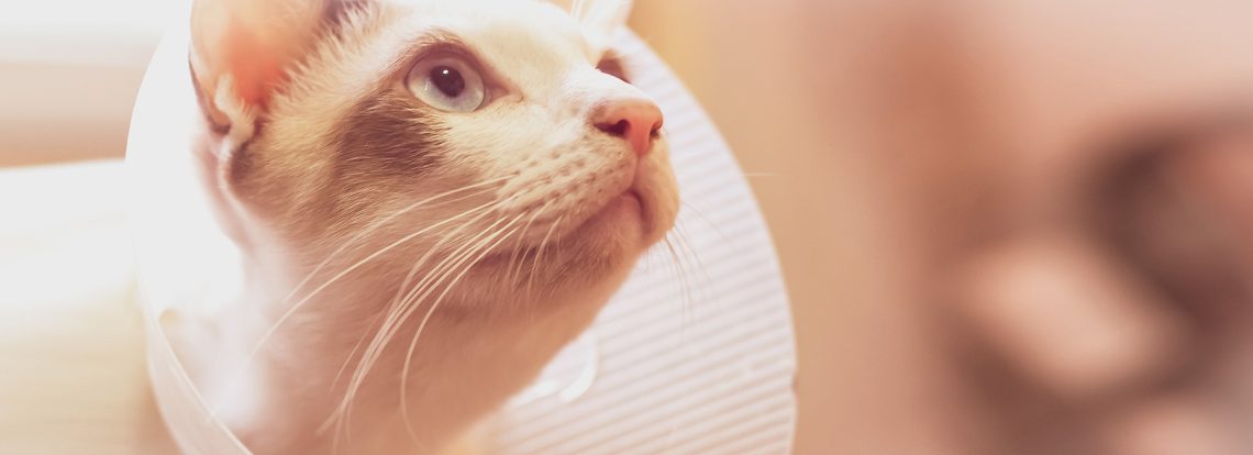 banniere-hopitalisation2