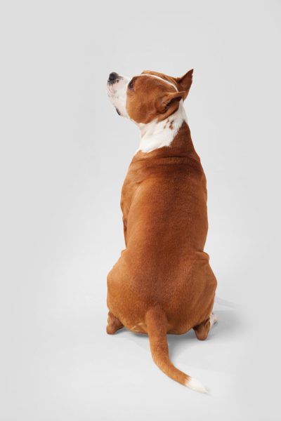 chien-pageattente2